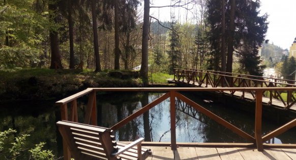 forest-jezirko.jpg