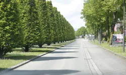 Allee, Bäume, Bad Füssing Bild