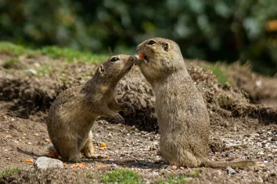 Gopher